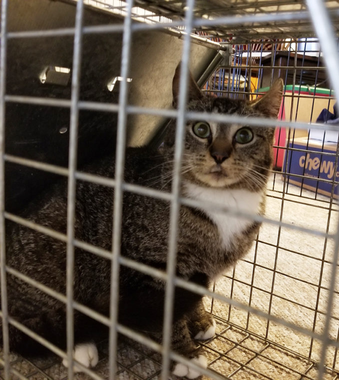 Pets for Adoption at CNY Cat Coalition, in Syracuse, NY Petfinder